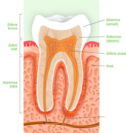 Zgradba zoba in okolnega tkiva